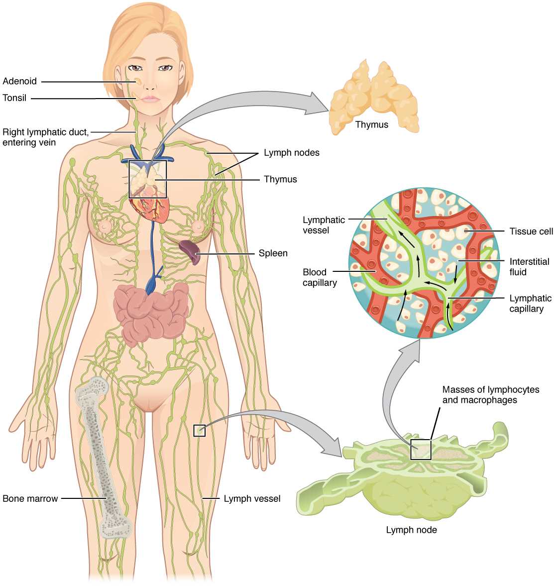 schematic diagram of formation of interstitial fluid and lymph