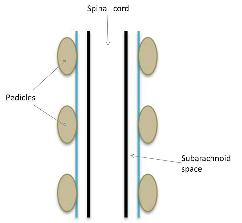 schematic diagram of spinal cord
