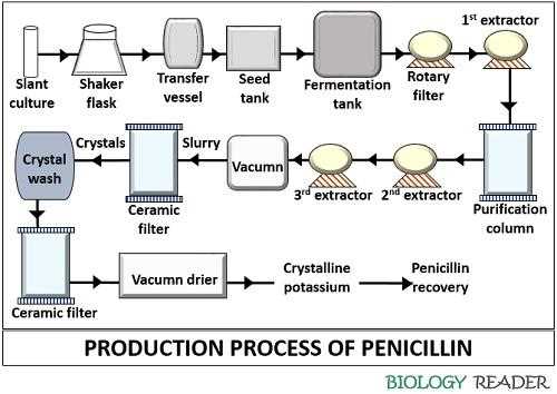 schematic diagram of penicillin production