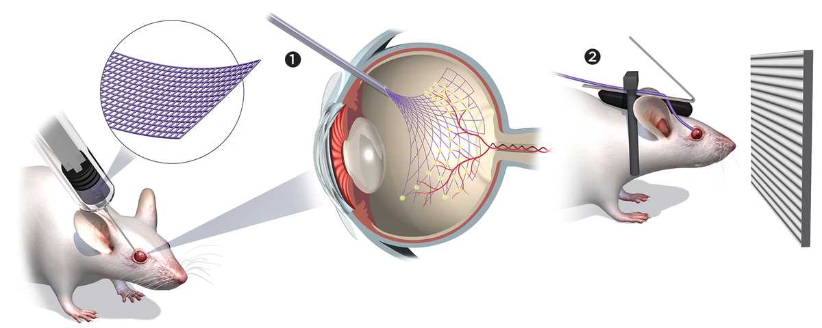 schematic diagram of mouse eye development