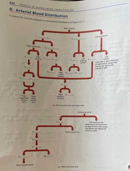 complete the schematic diagram of arterial blood distribution