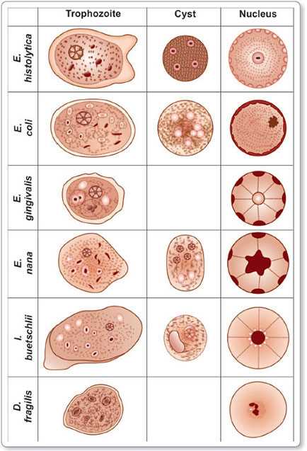 schematic diagram of entamoeba histolytica