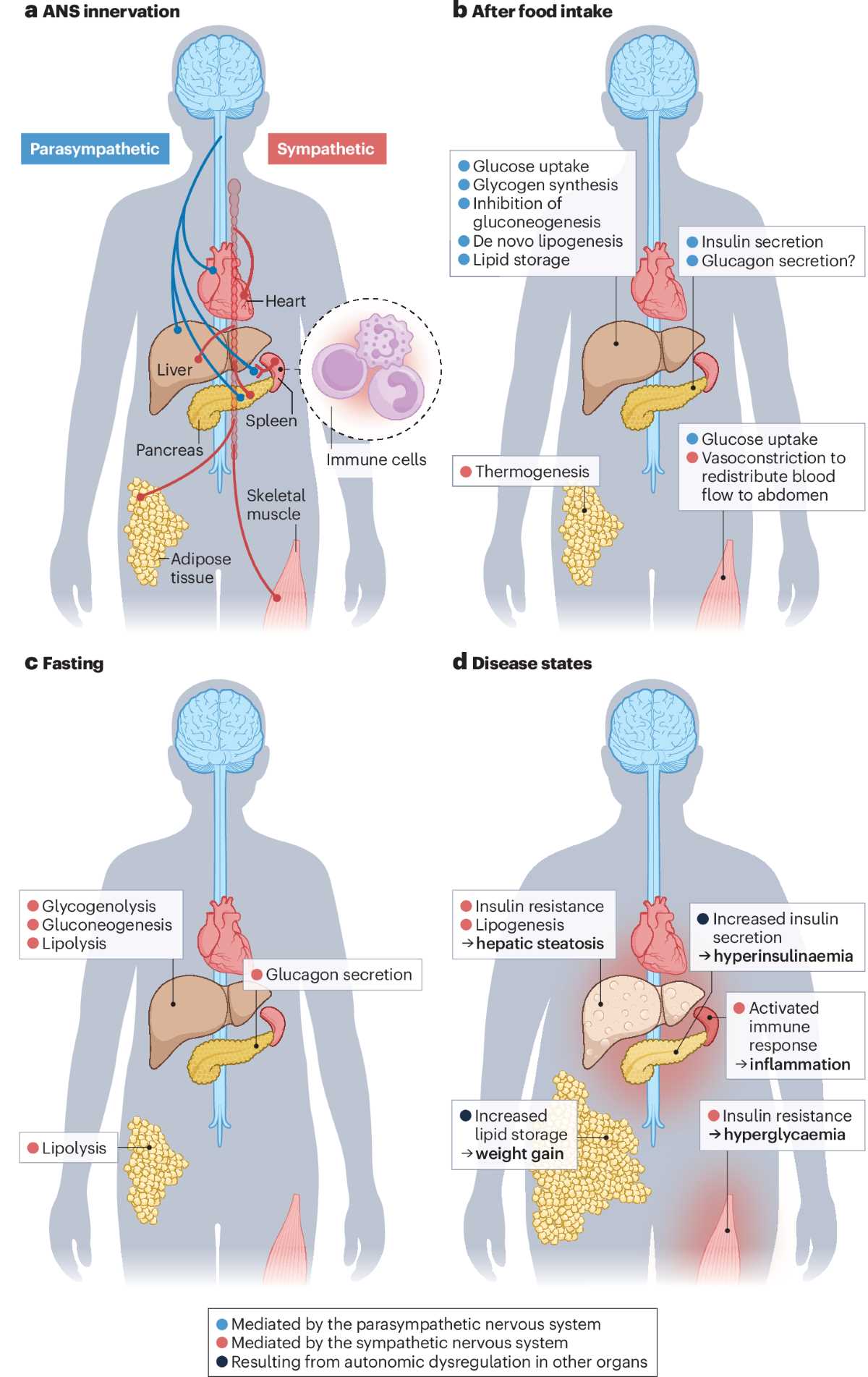 schematic diagram autonomic nervous system anatomy
