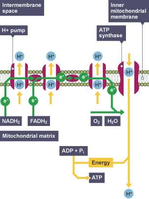 schematic diagram cellular respiration