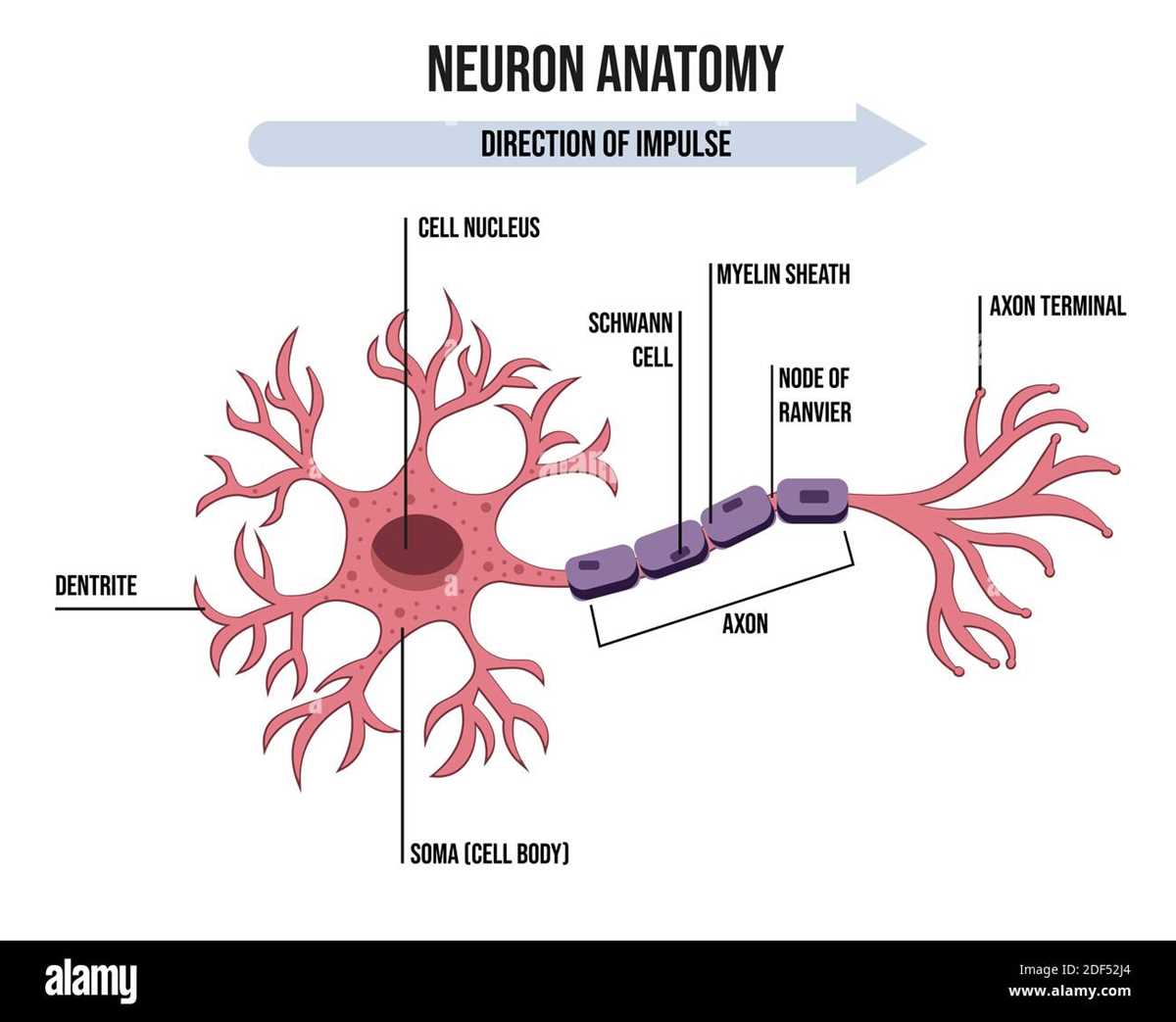 schematic diagram of a neuron