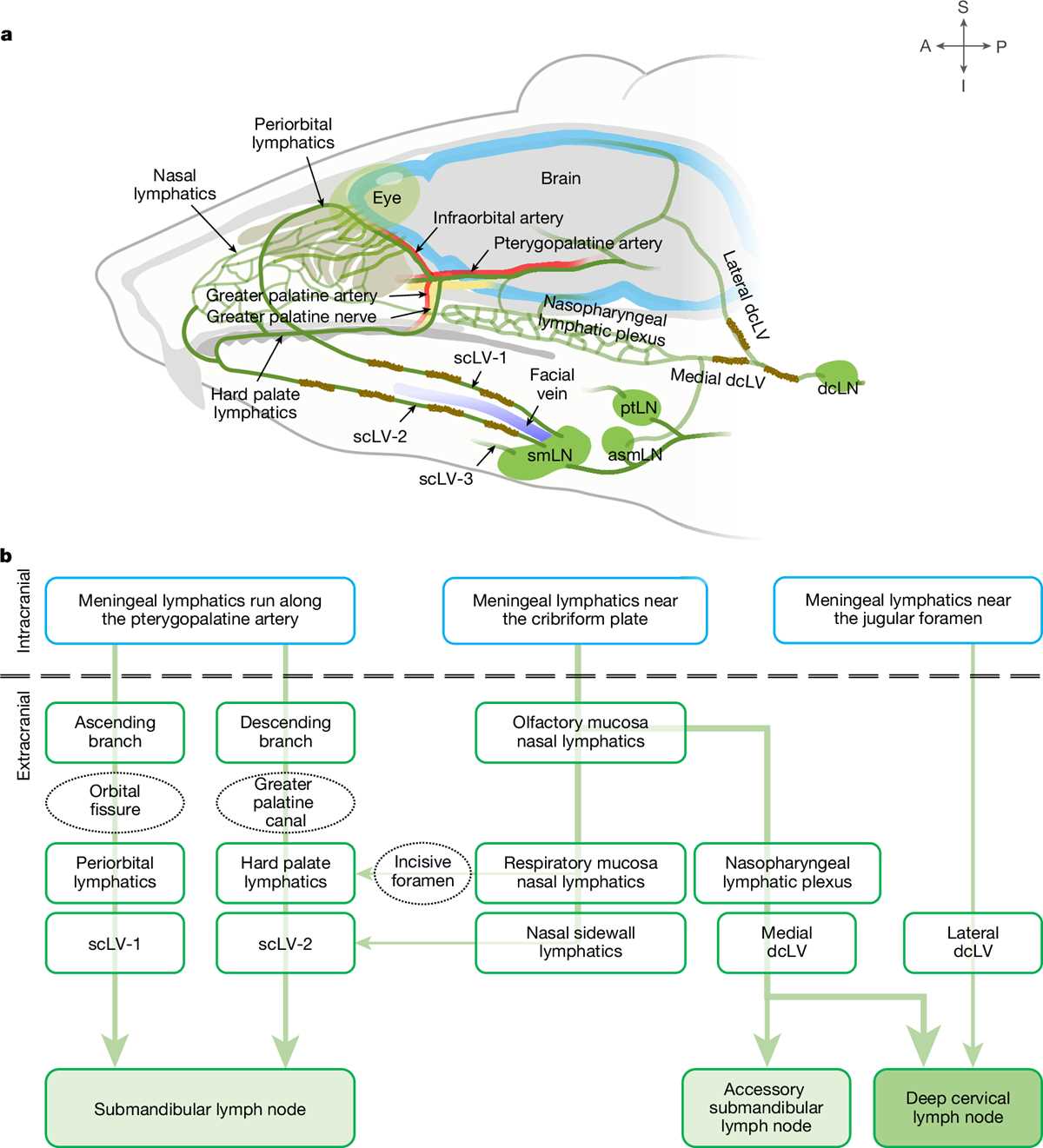 schematic diagram of directional flow of lymphatic system superifcial