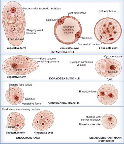 schematic diagram of entamoeba histolytica
