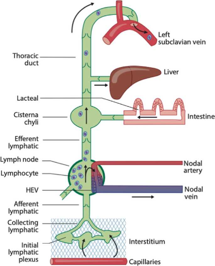 schematic diagram of formation of interstitial fluid and lymph