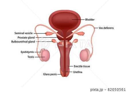 schematic diagram of male reproductive system