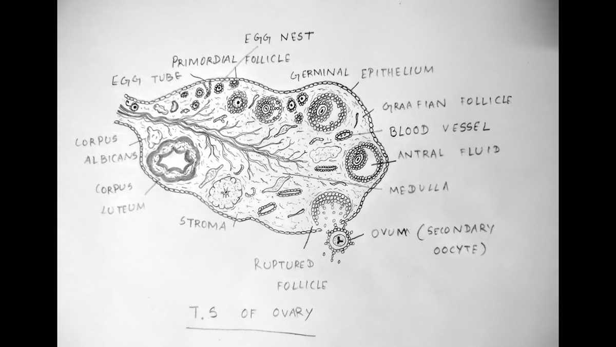 schematic diagram of mammals ovary under microscope