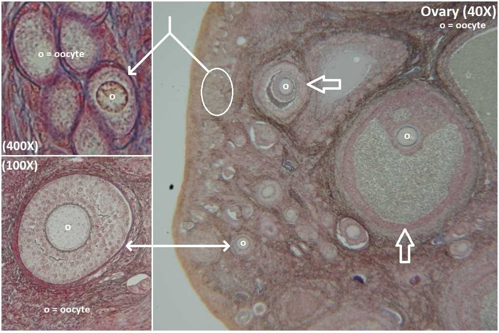 schematic diagram of mammals ovary under microscope