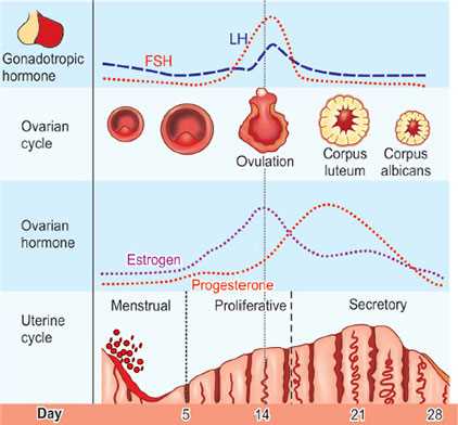 schematic diagram of menstrual cycle
