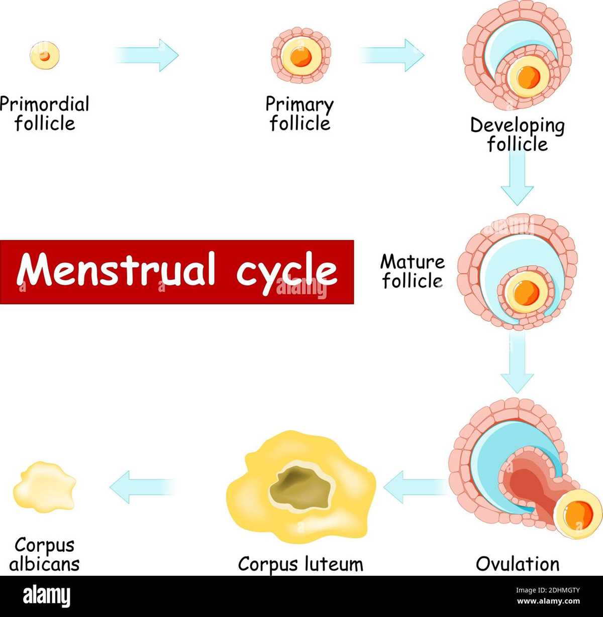 schematic diagram of menstrual cycle