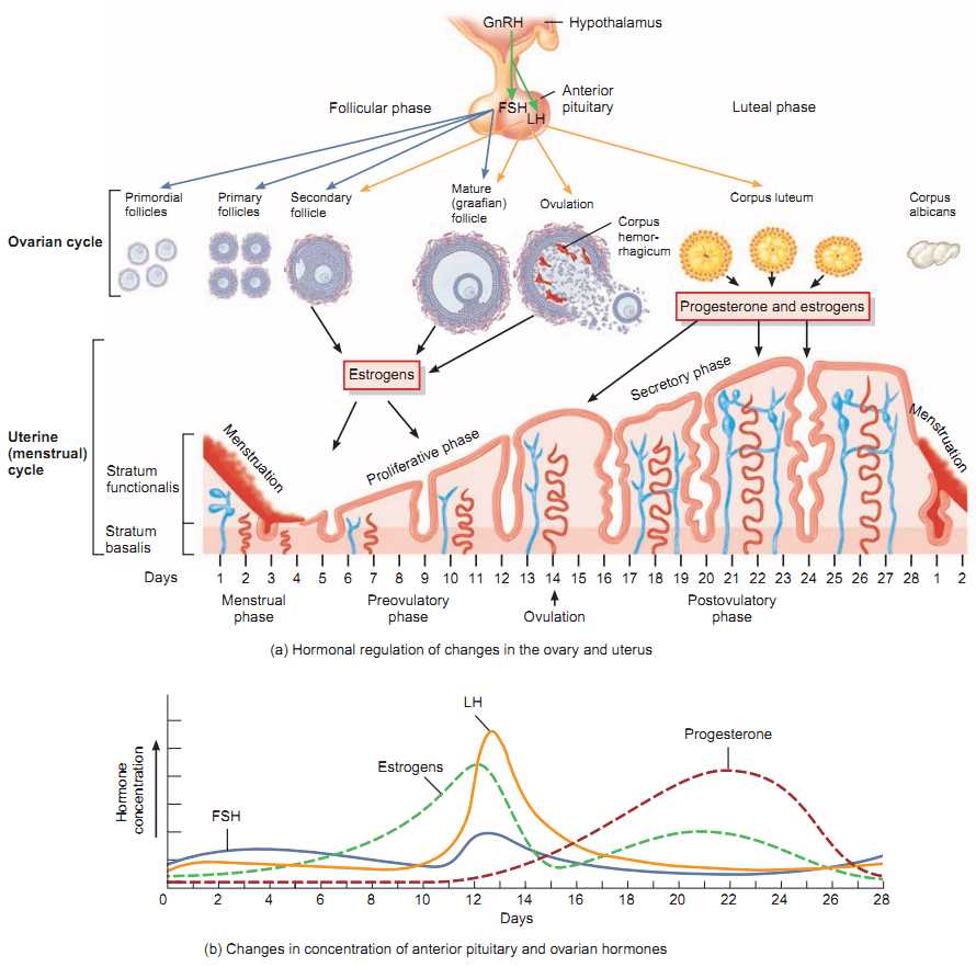 schematic diagram of menstrual cycle