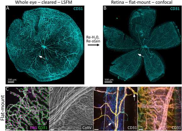 schematic diagram of mouse eye development