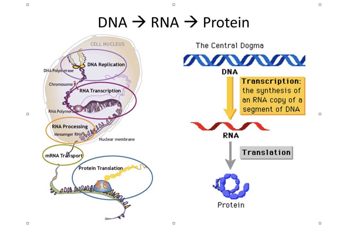 schematic diagram of rna sequencing