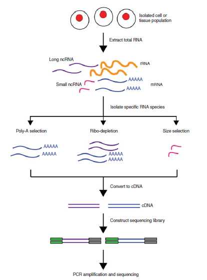schematic diagram of rna sequencing