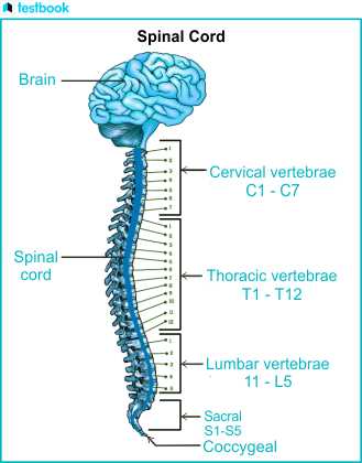schematic diagram of spinal cord