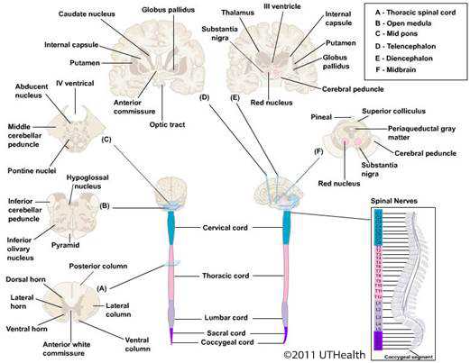 schematic diagram of spinal cord