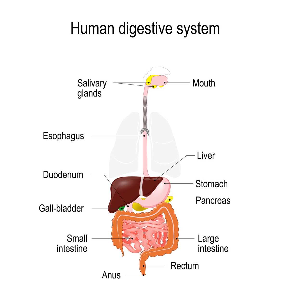 schematic diagram ofdigestive system