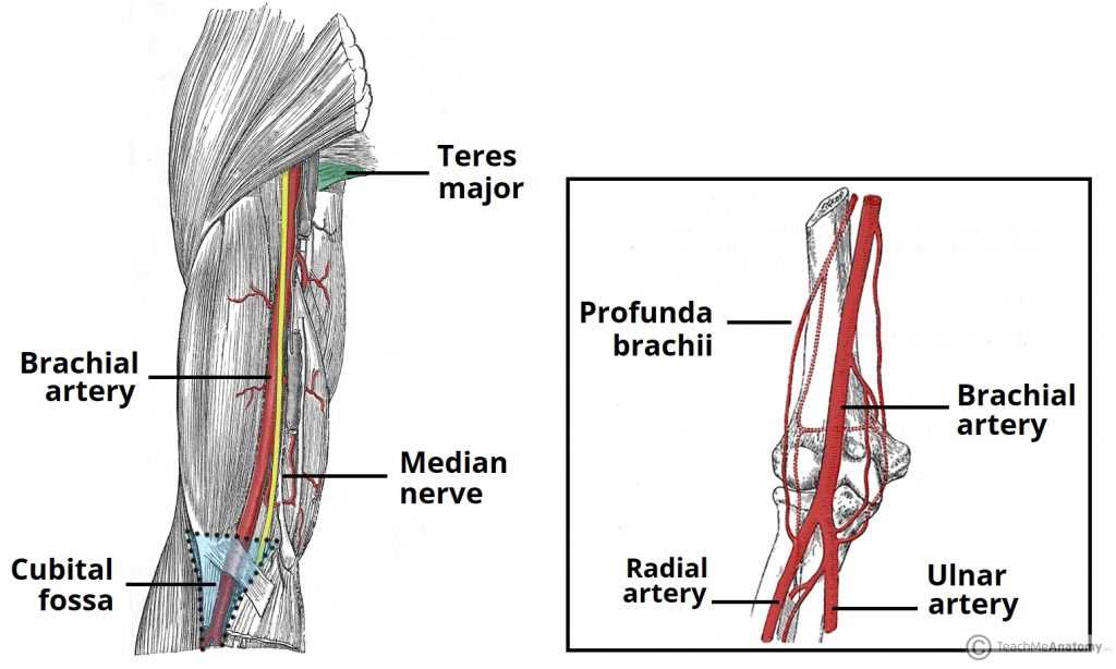 schematic diagram upper extremity blood supply