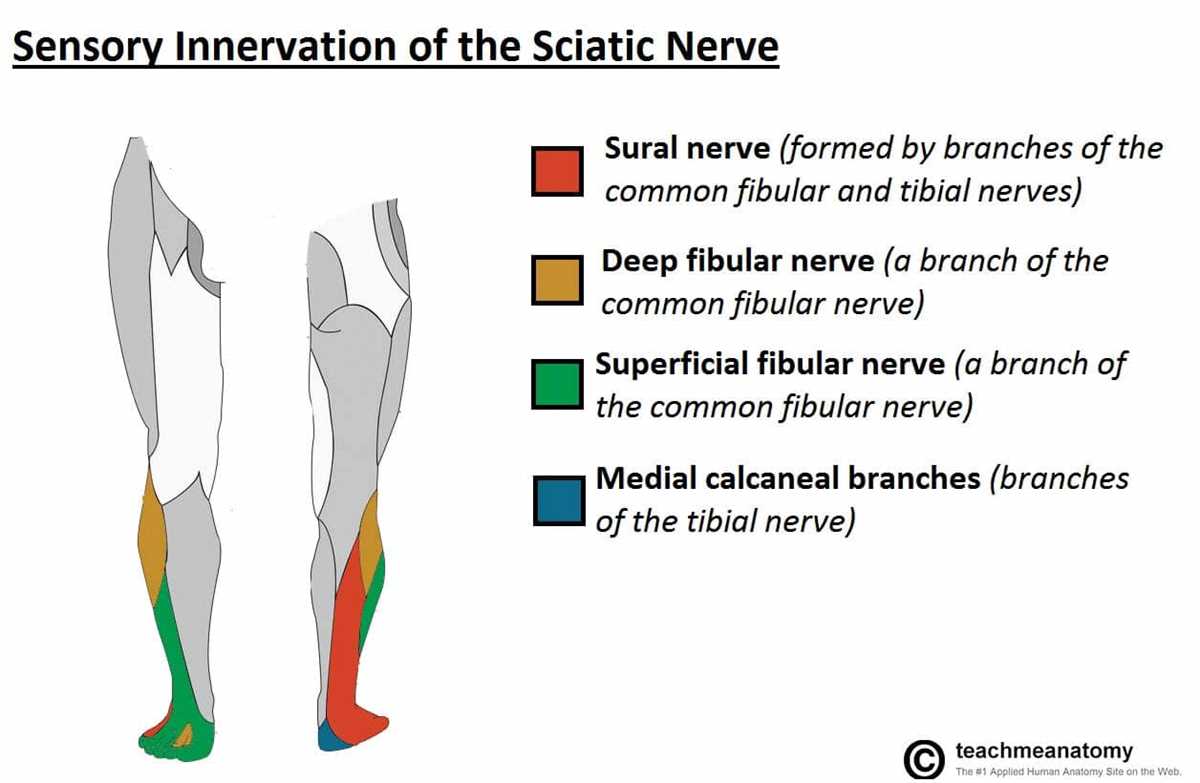 sciatic nerve schematic diagram