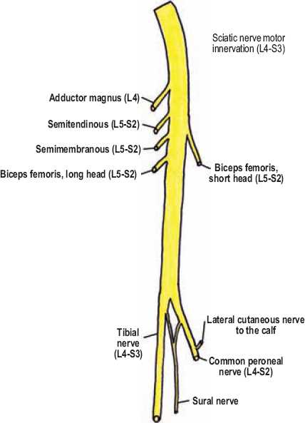 sciatic nerve schematic diagram
