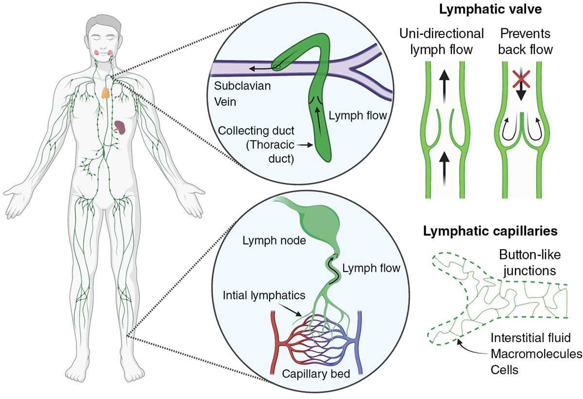 schematic diagram of directional flow of lymphatic system superifcial