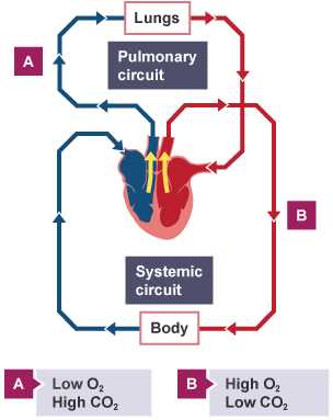 schematic diagram of pulmonary circulation