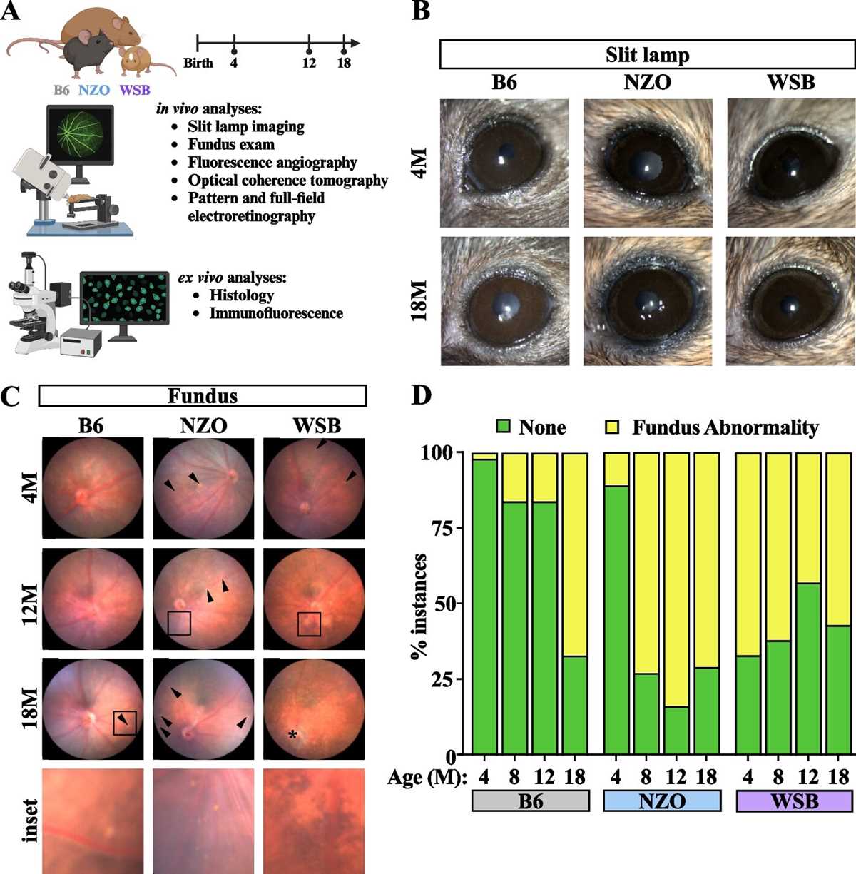 schematic diagram of mouse eye development