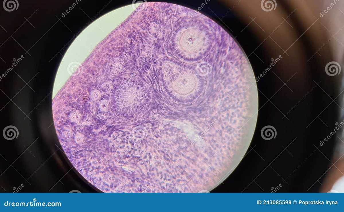 schematic diagram of mammals ovary under microscope