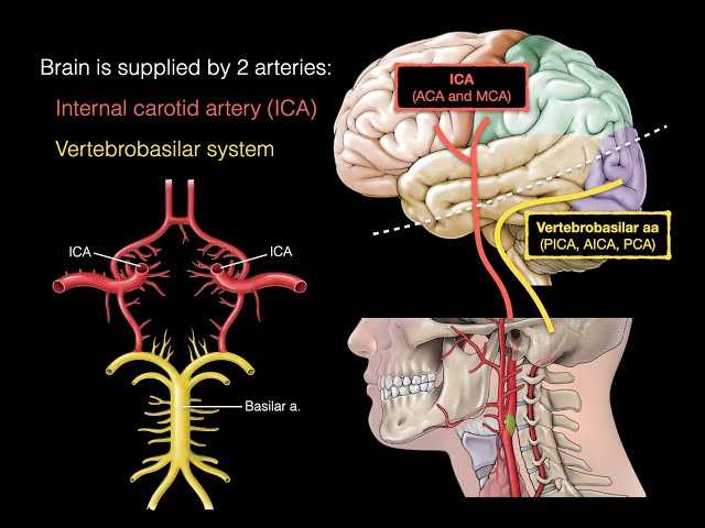 complete the schematic diagram of arterial blood distribution